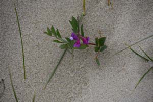 19-05-31_Sylt_0056_GA2_1458